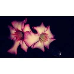 Close-up of pink flower over black background