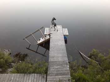 View of a bird in lake