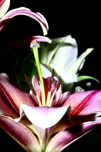 Close-up of pink lily flower in pot