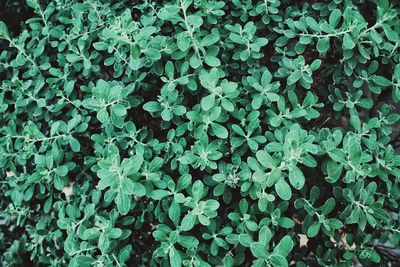 Full frame shot of plants