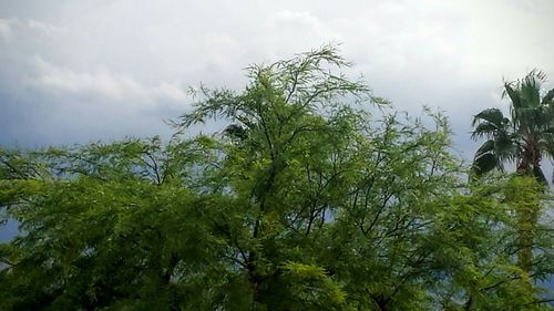 Low angle view of trees against cloudy sky