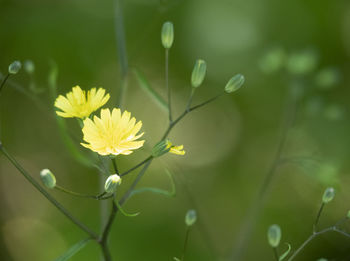 Close-up of yellow flowering plant