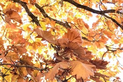Autumn leaves on tree