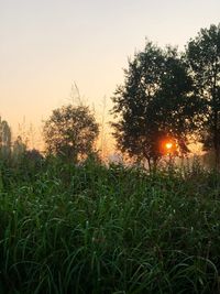 Trees on field against sky at sunset