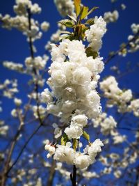 Close-up of white cherry blossom tree