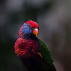 Close-up of parrot perching on rock