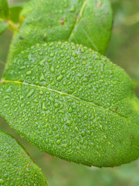Close-up of wet leaves