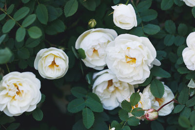 Close-up of white flowers blooming outdoors