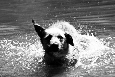 Close-up of dog in water