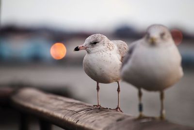 Close-up of seagulls perching on railing