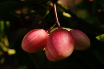 Close-up of cherries growing on plant