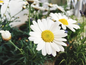 Close-up of white daisy blooming outdoors