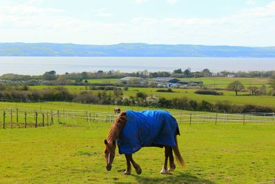 Scenic view of horse in grassy field against sky