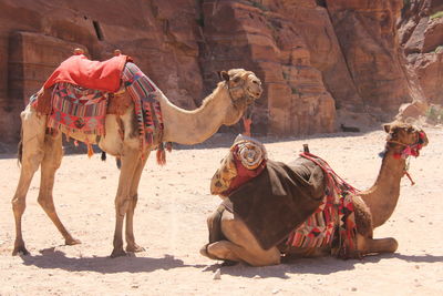 Camels relaxing on arid landscape during sunny day