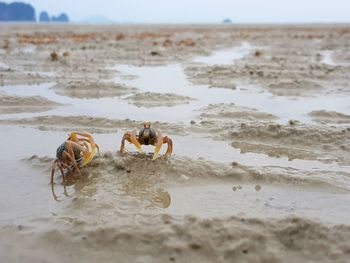 Rear view of crab standing at beach