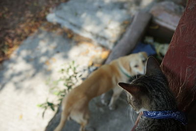 Close-up of dog
