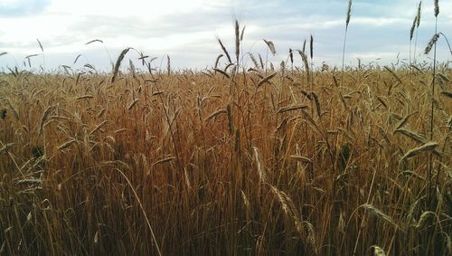 Crop on field against cloudy sky