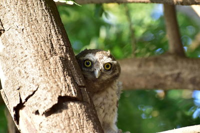 Close-up portrait of a owl