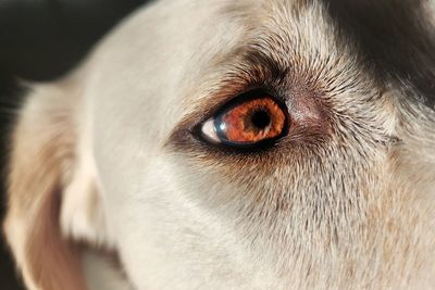 Eye of the dog