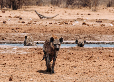 View of two dogs