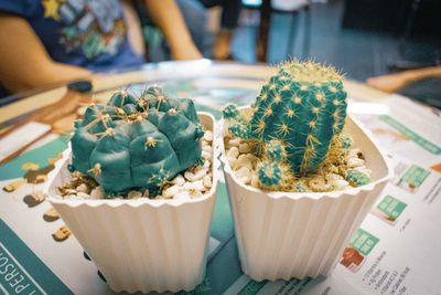 Cactus on pot