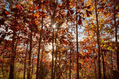 Low angle view of trees in forest during autumn