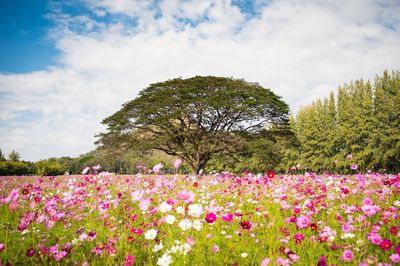 Pink flowers blooming on field against sky