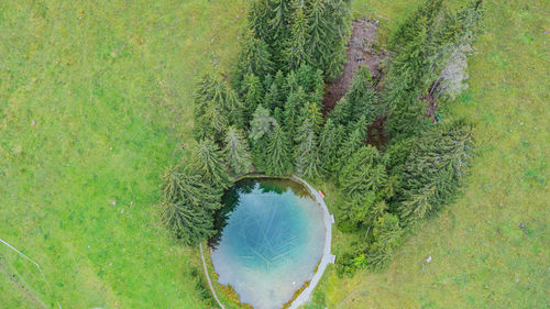 High angle view of trees growing on field