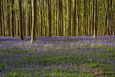 Purple flowers in forest