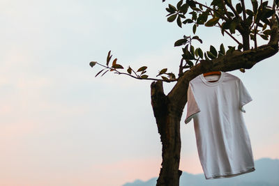 Low angle view of clothes hanging on tree against sky