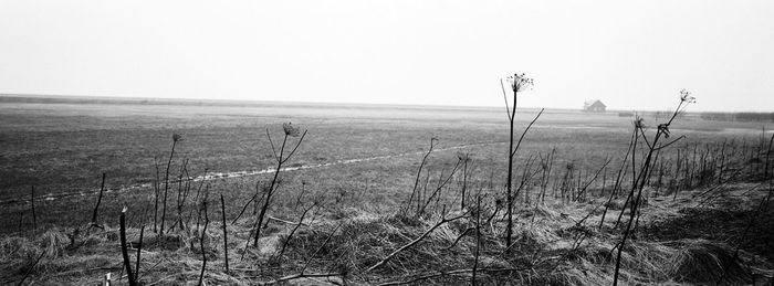 Scenic view of field against clear sky