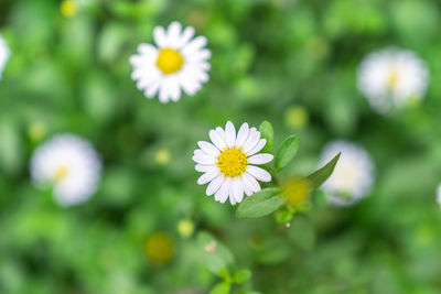 Close-up of white flowering plants