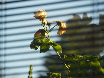 Close-up of yellow flowering plant