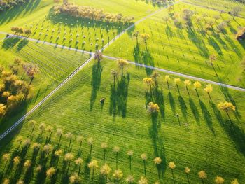 High angle view of vineyard