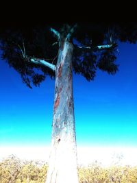 Low angle view of trees