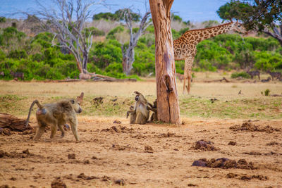 Monkeys on field