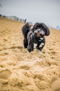 Puppy on sand at beach against sky