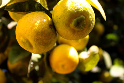 Close-up of fruit growing on tree