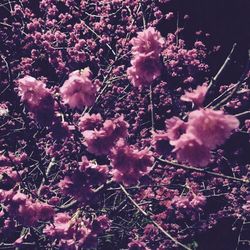 Close-up of pink flowers