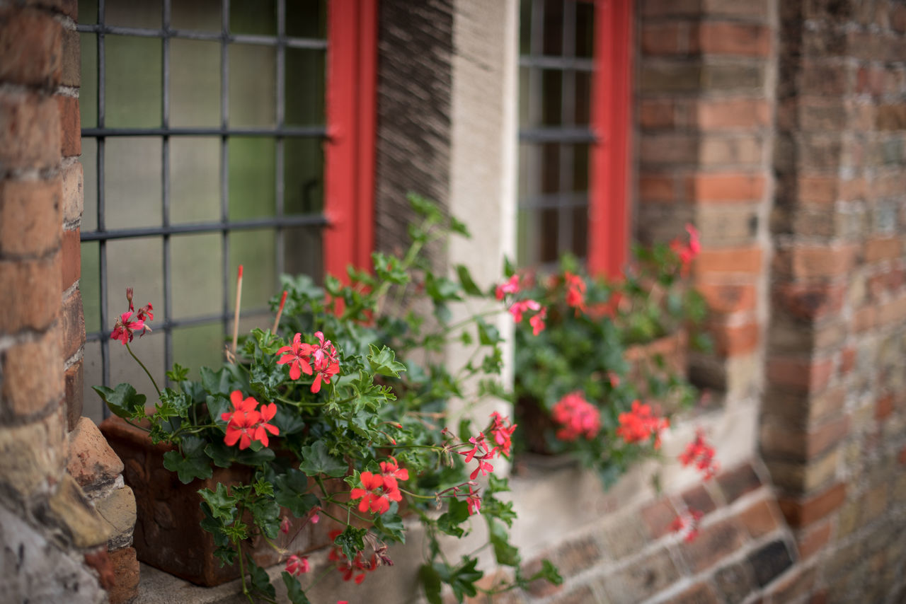 Flowers at the window