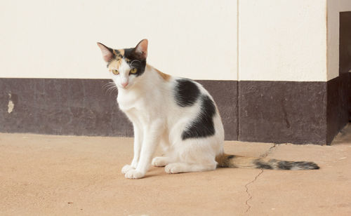 Cat sitting on floor