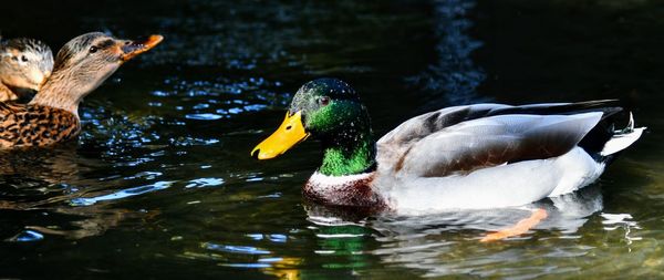 Ducks swimming in lake