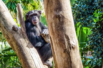 Portrait of chimpanzee sitting on branch at zoo