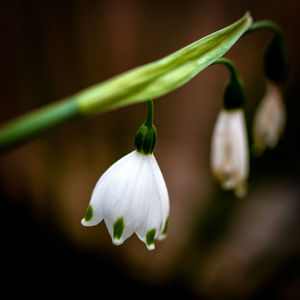 Close-up of white flowering plant