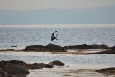 Grey heron fishing amongst the rocks