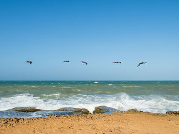 Birds flying over beach