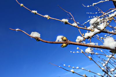 Low angle view of flower tree against clear blue sky