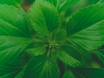 Full frame shot of leaves