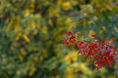 Close-up of red flowers blooming outdoors