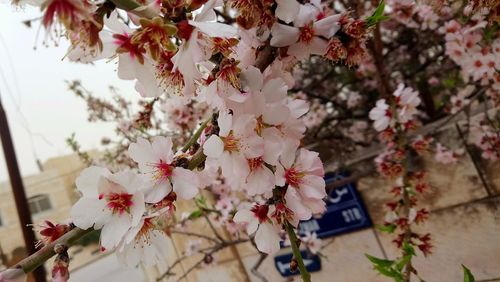 Close-up of cherry blossom on tree